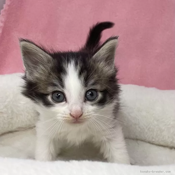 ID：2406-02656の子猫