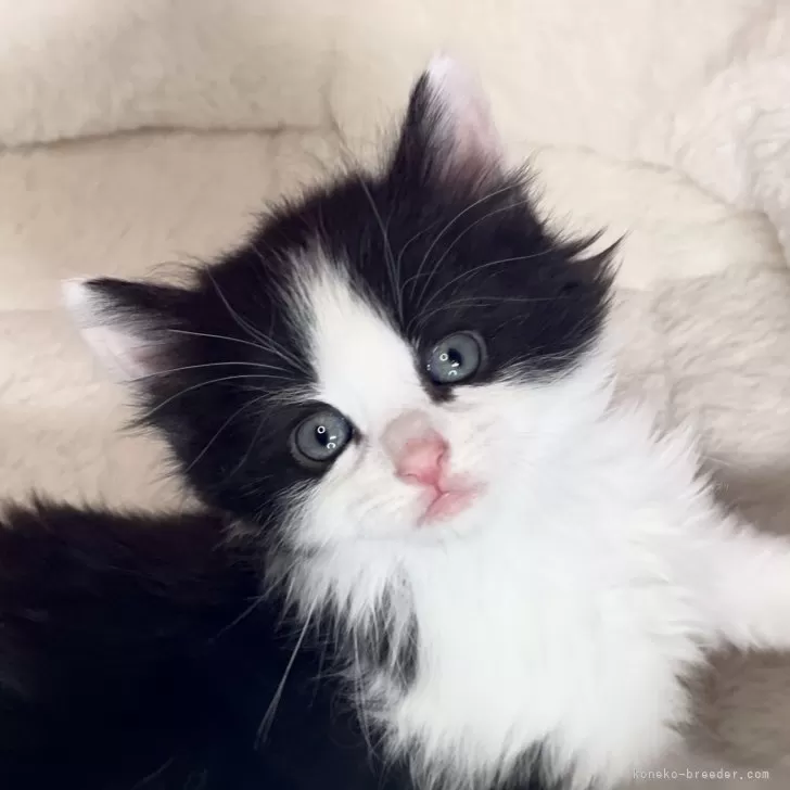 ID：2405-01701の子猫