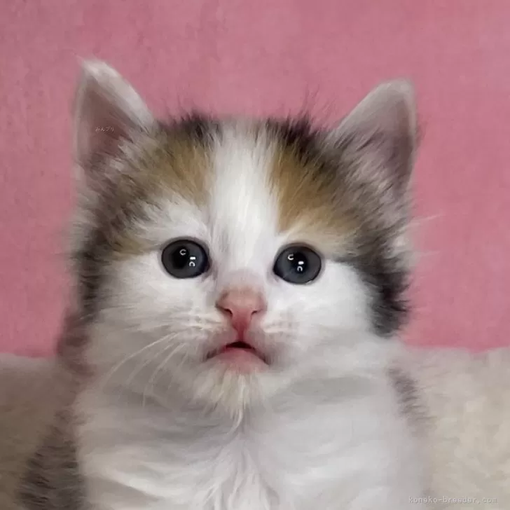 ID：2405-01694の子猫