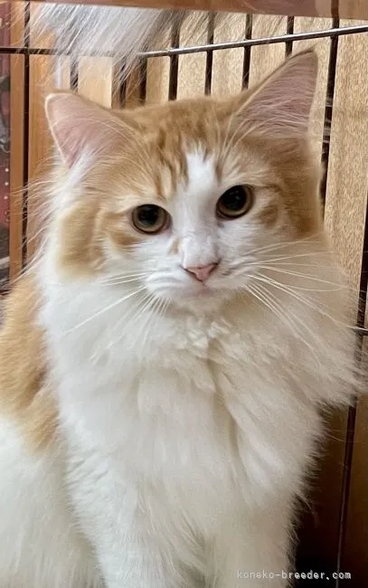 ID:2111-02444の子猫