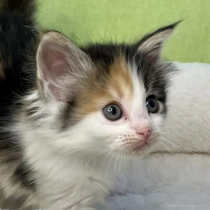 ID：2302-01686の子猫