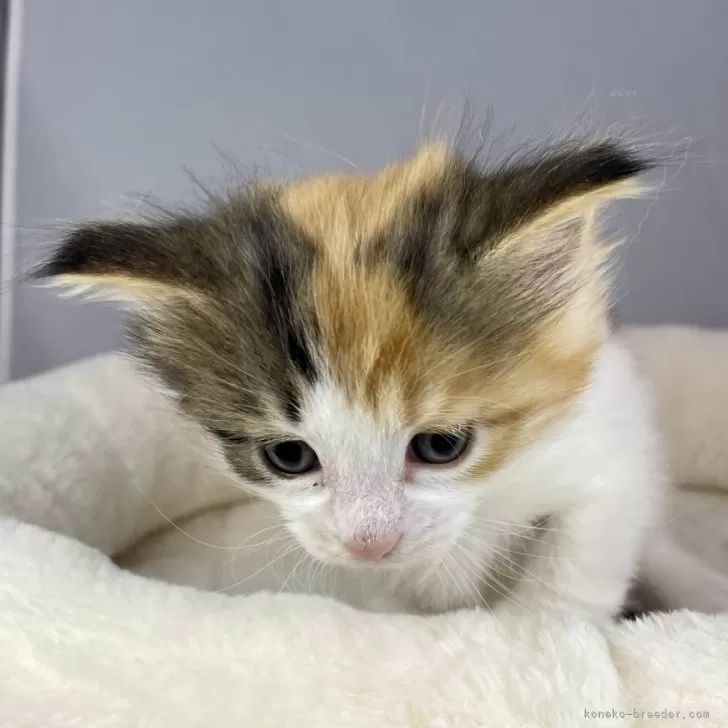 ID：2403-02969の子猫