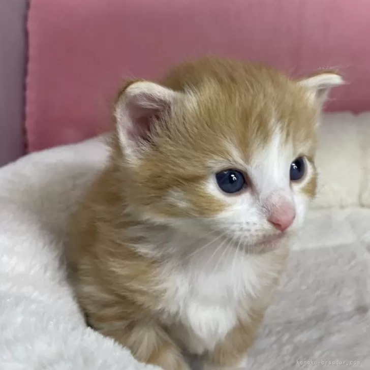 ID：2405-02543の子猫