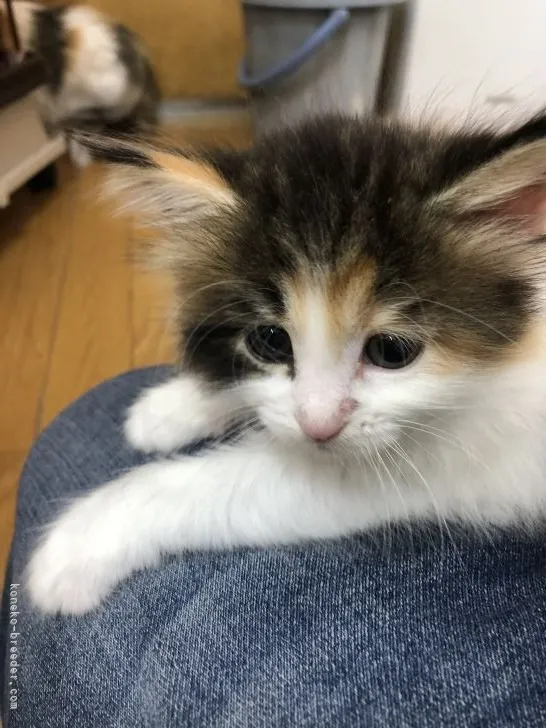 ID:2106-00643の子猫