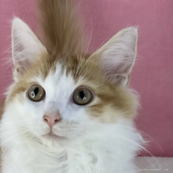 ID：2410-01404の子猫