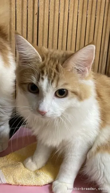 ID：2112-01413の子猫