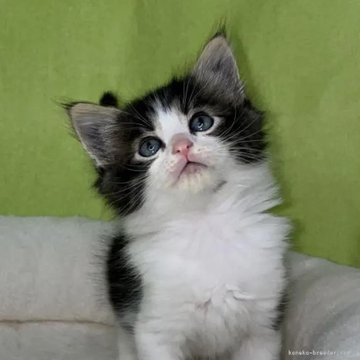 ID：2302-00872の子猫