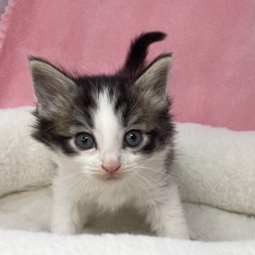 ノルウェージャンフォレストキャット【山形県・男の子・2024年4月18日・ブラウンタビー&ホワイト】の写真「かっこいいおとこのこ🐾」