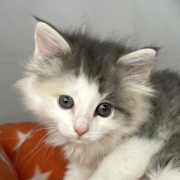 ノルウェージャンフォレストキャット【山形県・女の子・2023年7月26日・ブルーパッチドタビー&ホワイト】の写真「淡いブルーのおんなのこ🐾」