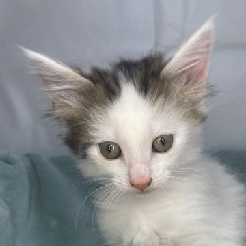 ノルウェージャンフォレストキャット【山形県・男の子・2024年4月30日・ブラウンタビー&ホワイト】の写真「ノルのおとこのこ🐈‍⬛」