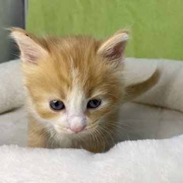 ノルウェージャンフォレストキャット【山形県・男の子・2023年6月20日・レッドタビー&ホワイト】の写真「可愛いノルのおとこのこ🐾」