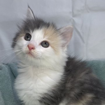 ノルウェージャンフォレストキャット【山形県・女の子・2024年4月30日・ブルーパッチドタビー&ホワイト】の写真「可愛いノルの子猫🐾」