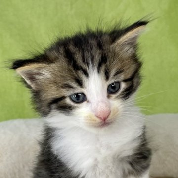 ノルウェージャンフォレストキャット【山形県・男の子・2023年7月9日・ブラウンタビー&ホワイト】の写真「可愛いノルウェージャン🐈‍⬛」