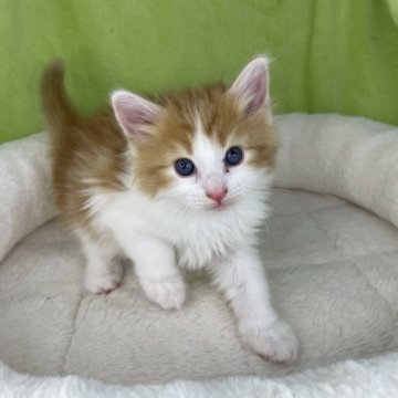 ノルウェージャンフォレストキャット【山形県・男の子・2023年8月14日・レッドタビー&ホワイト】の写真「綺麗な顔立ちのおとこのこ🐈」