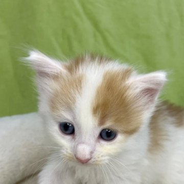 ノルウェージャンフォレストキャット【山形県・男の子・2023年6月20日・レッドタビー&ホワイト】の写真「カッコいいノルのおとこのこ🐾」