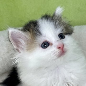 ノルウェージャンフォレストキャット【山形県・女の子・2023年8月14日・ブラウンパッチドタビー&ホワイト】の写真「三毛のかわいいおんなのこ🐈」