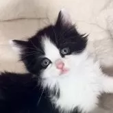 ノルウェージャンフォレストキャット【山形県・男の子・2024年4月3日・ブラック&ホワイト】の写真1「キュアおとこのこ(4/3)」