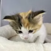 ノルウェージャンフォレストキャット【山形県・女の子・2024年2月17日・ブラウンパッチドタビー&ホワイト】の写真1