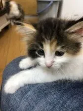 ノルウェージャンフォレストキャット【山形県・女の子・2021年4月22日・ブラウンパッチドタビー&ホワイト】の写真1「ももの子　♀パッチド」