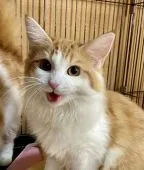 ノルウェージャンフォレストキャット【山形県・女の子・2021年4月3日・レッドタビー&ホワイト】の写真2