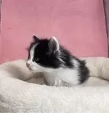 ノルウェージャンフォレストキャット【山形県・男の子・2024年4月3日・ブラック&ホワイト】の写真4