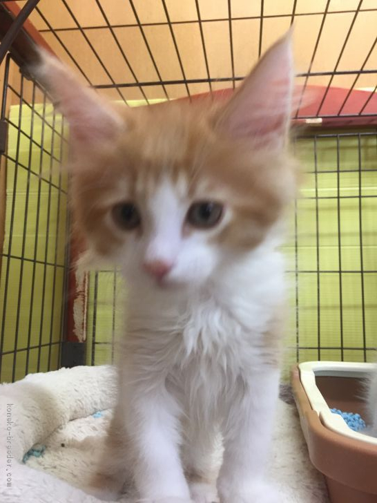 ノルウェージャンフォレストキャット【・男の子・2019年3月21日・レッドタビー&amp;ホワイト】