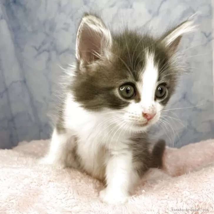 ID:2507-01349の子猫