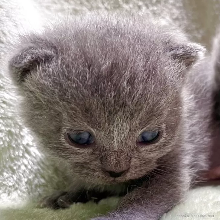 ID：2504-03321の子猫