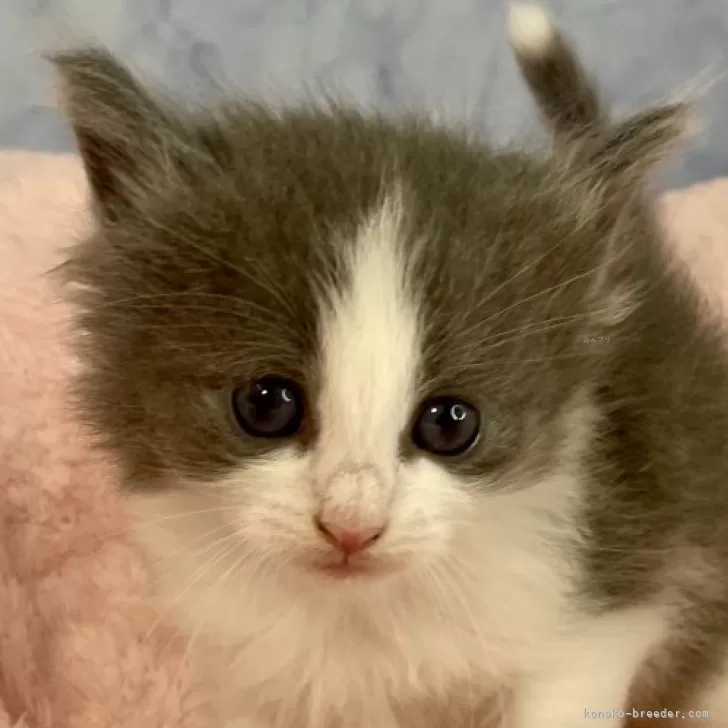 ID:2503-02107の子猫