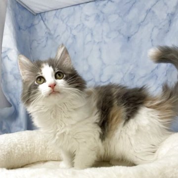 ノルウェージャンフォレストキャット【山形県・女の子・2025年6月7日・ダイリュートキャリコ】の写真「可愛いお顔のノルのおんなのこ🐾」