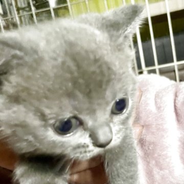 ブリティッシュショートヘア【山形県・女の子・2025年8月12日・ブルー】の写真「可愛いブリティッシュ🐾」