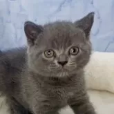 ブリティッシュショートヘア