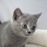 ブリティッシュショートヘア