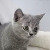 ブリティッシュショートヘア