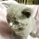 ブリティッシュショートヘア