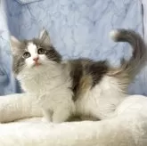 ノルウェージャンフォレストキャット【山形県・女の子・2025年6月7日・ダイリュートキャリコ】の写真4