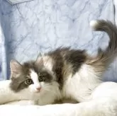 ノルウェージャンフォレストキャット【山形県・女の子・2025年6月7日・ダイリュートキャリコ】の写真9