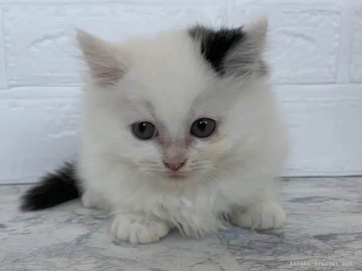ID：2103-02043の子猫