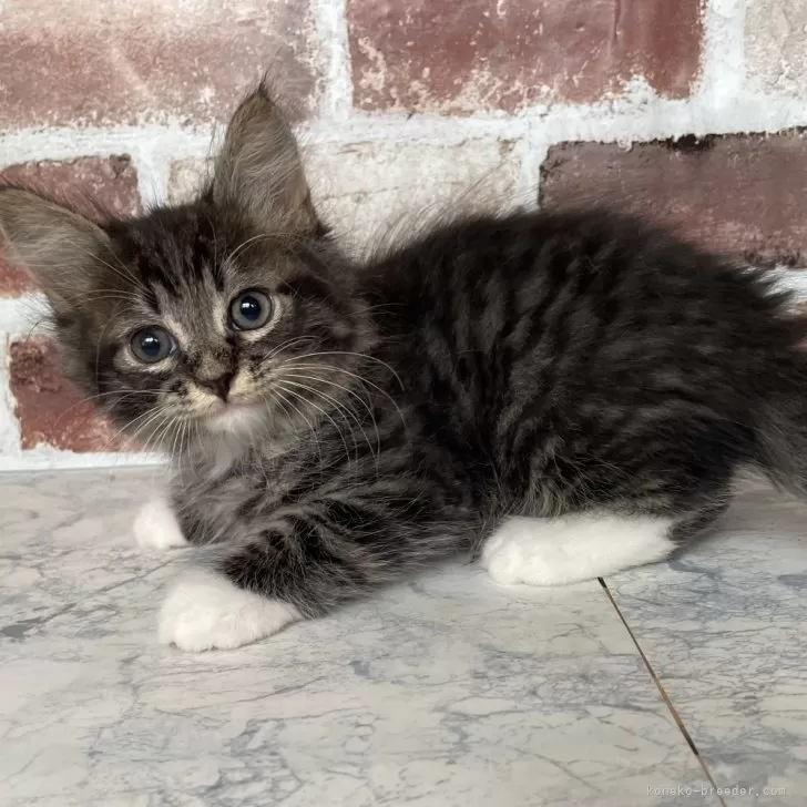 ID:2405-03340の子猫