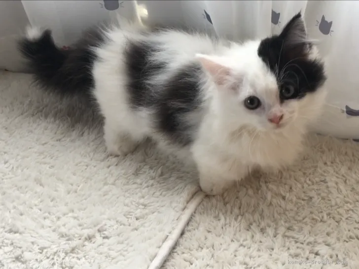 ID:2009-01810の子猫