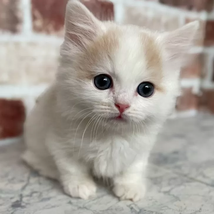 ID：2404-00438の子猫
