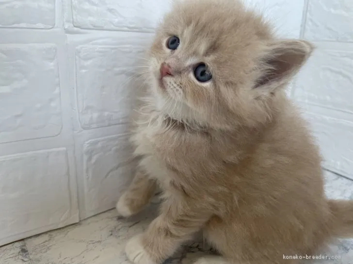 ID:2102-00542の子猫