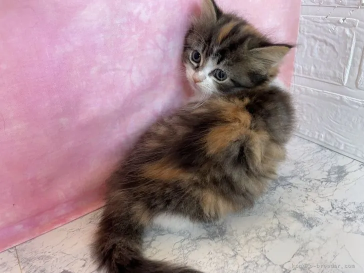 ID：2111-00890の子猫