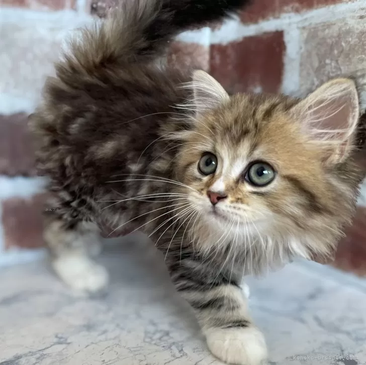 ID:2407-00348の子猫