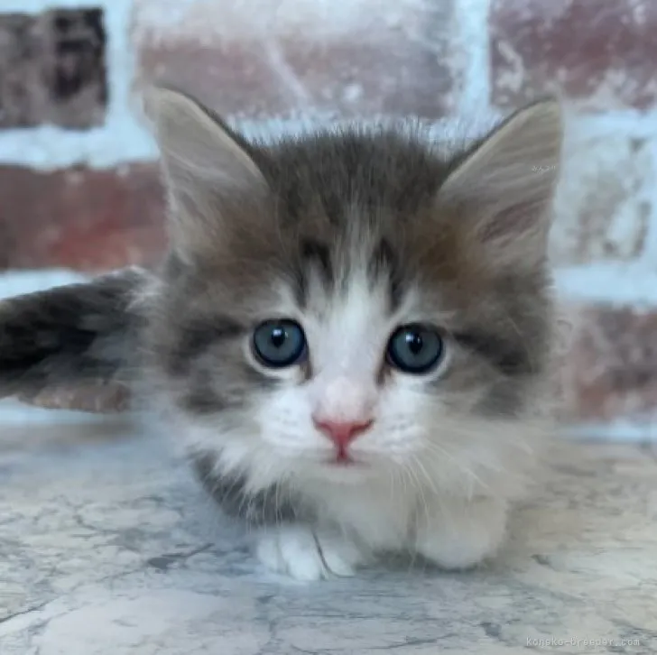 ID：2311-01693の子猫