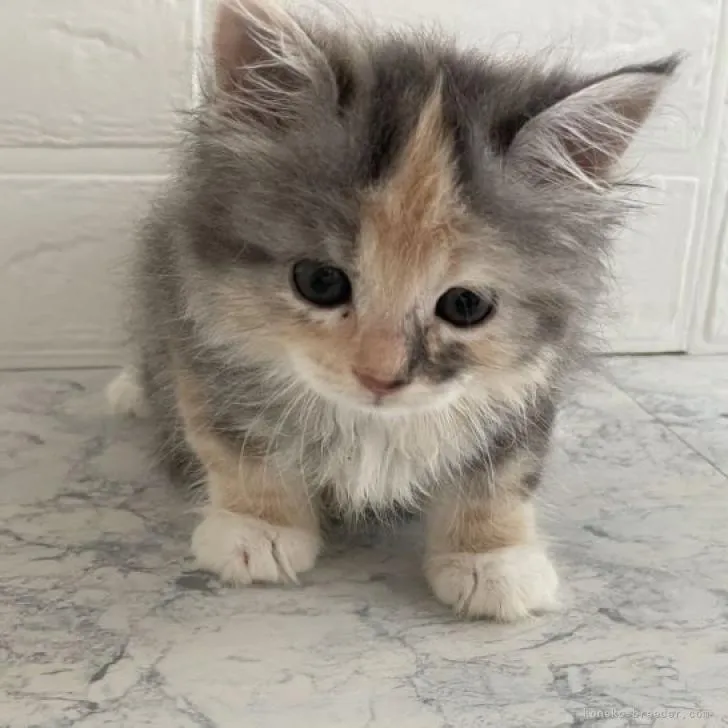 ID：2206-02446の子猫