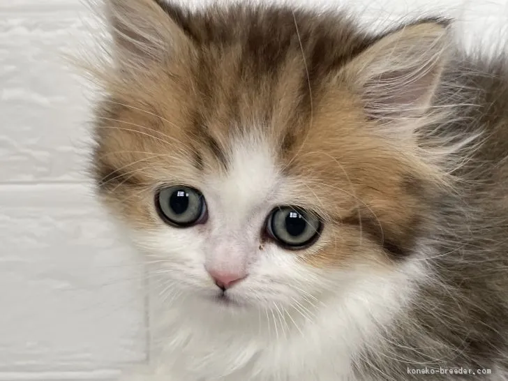 ID:2102-00866の子猫