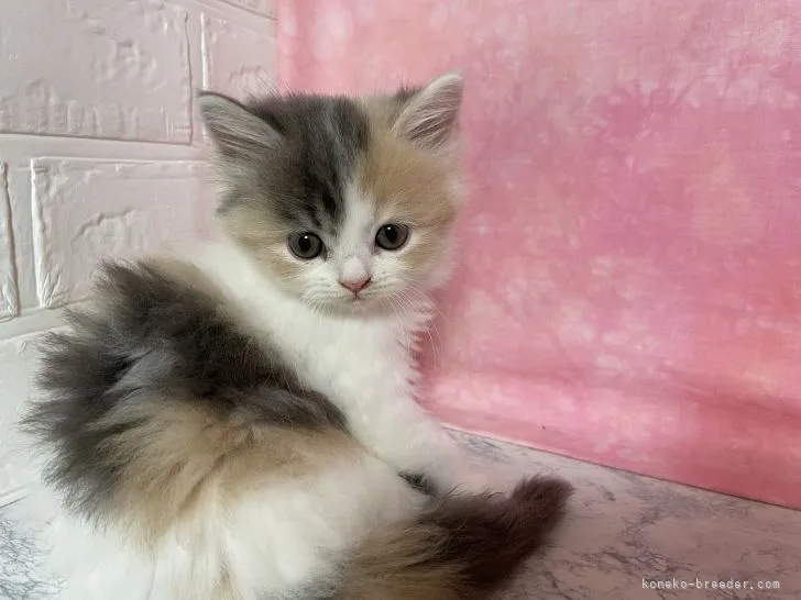 ID:2111-00017の子猫