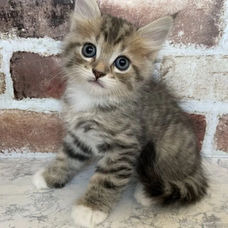 ID:2306-00769の子猫