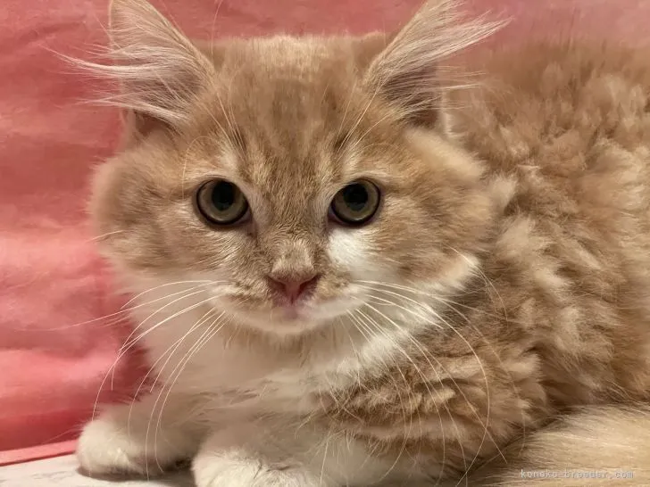 ID:2111-01369の子猫